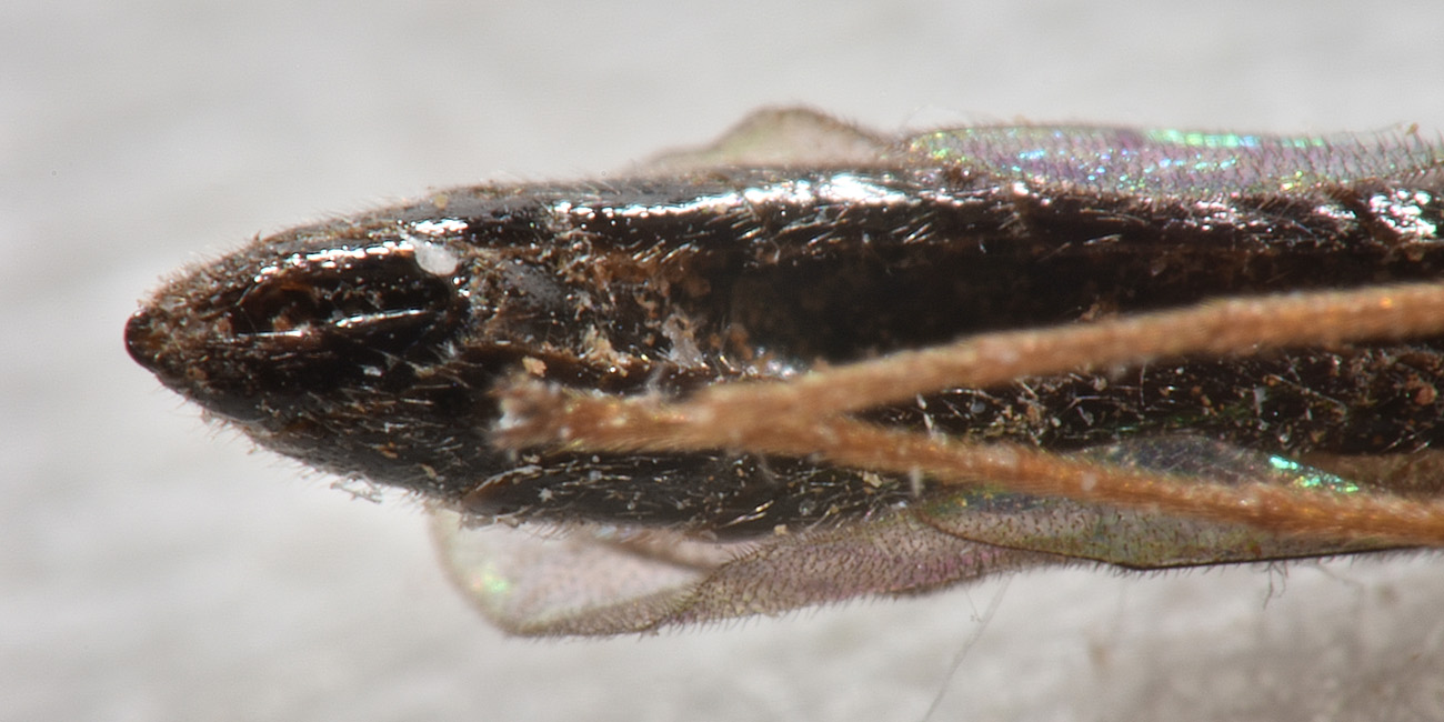 Cephidae, anzi no, Ichneumonidae